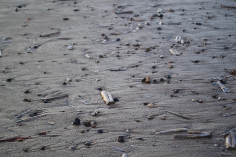Holkham beach shells